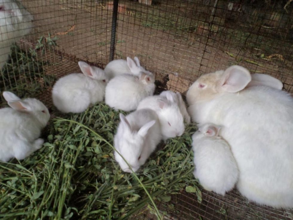 ¿cuál Es El Ciclo De Reproducción De Los Conejos Cunivalleemk 4047